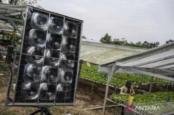 Petani Semarang manfaatkan PLTS off-grid untuk tingkatkan hasil selada hidroponik