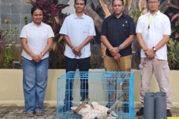 BKSDA terima penyerahan empat Kakaktua Maluku dari Ditreskrimsus Polda