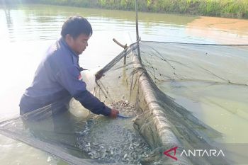 Kaltim maksimalkan Kampung Budidaya Nila untuk ketahanan pangan