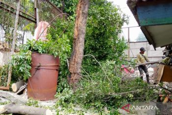 Jaktim pangkas pohon yang berpotensi tumbang