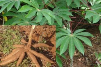 Ubi Kayu Nakamura Morotai jadi potensi indikasi geografis yang dilindungi