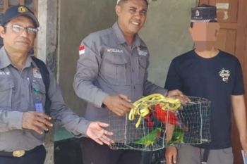 BKSDA Maluku amankan empat ekor satwa dilindungi dari rumah warga