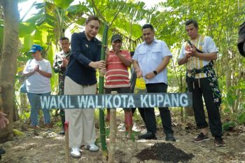 Pemkot Kupang berkolaborasi menanam 300 bibit pohon cegah longsor DAS