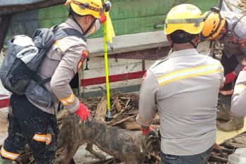 Tim K-9 Polda Sumut intensifkan pencarian korban di Tapanuli Selatan
