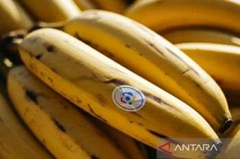 Pengguna Nano Banana di Indonesia hasilkan 18 juta gambar per hari