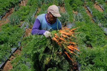 Kementan perkuat pertanian dataran tinggi lewat Program Upland