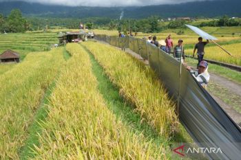 Indonesia pushes ASEAN food, energy security cooperation