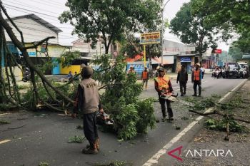 DLH Cianjur koordinasi dengan provinsi dan pusat pangkas pohon rawan tumbang