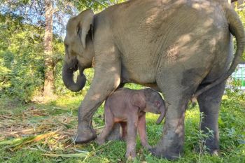 Kemenhut umumkan kelahiran seekor anak gajah di TN Way Kambas.