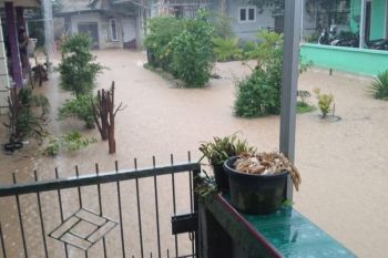 Waspada serangan buaya di daerah banjir