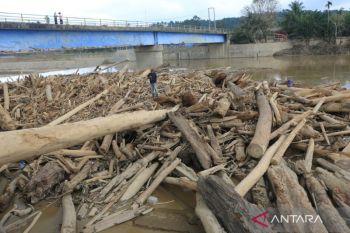Pemeriksaan awal kayu banjir disebut kombinasi pohon tumbang