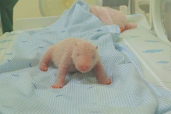 Taman Safari Indonesia umumkan kesuksesan reproduksi panda raksasa