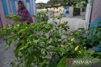 Sebanyak 120.000 bibit cabai siap disalurkan ke sekolah se-Sulteng