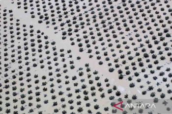 Tentang  peran gorengan dan minum kopi pada pembabatan hutan