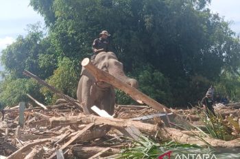Update Bencana Aceh, Empat gajah jinak bantu bersihkan puing sisa banjir di Pidie Jaya