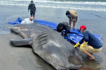 Seekor hiu paus terdampar di Pantai Purworejo