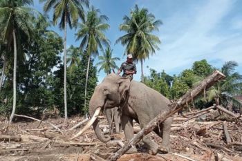 Kemenhut: Pelibatan gajah bersihkan puing utamakan kesejahteraan satwa
