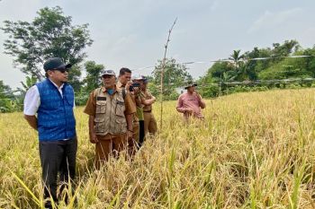 PT PII perkuat kapasitas petani Karawang untuk produksi beras sehat