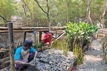 Terminal Petikemas Surabaya budidaya 10 ribu bibit mangrove