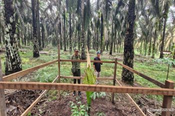 Bungai bangkai ditemukan di perkebunan sawit Kotim bukan Titan Arum