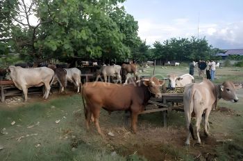 Pemkot Palu susun dokumen studi kelayakan Pasar Hewan Donggala Kodi