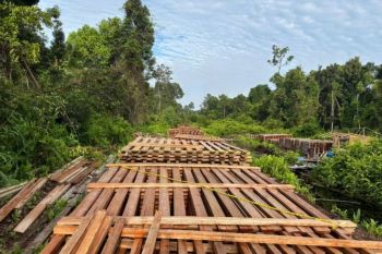 Pembalakan liar di Indragiri Hulu terungkap, tim gabungan susuri sungai dan hutan demi amankan 300 kubik kayu