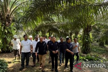 Kebun Tanah Putih, Mutiara PTPN IV Regional III di Batas Riau-Sumatera Utara