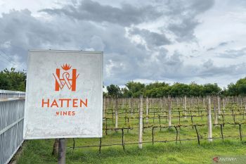 Berkunjung ke perkebunan anggur bak Eropa di Bali Utara