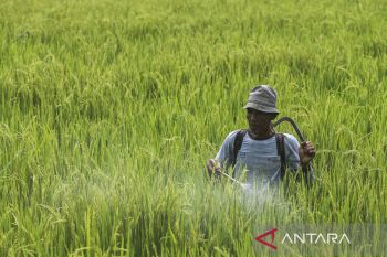 Realisasi anggaran ketahanan pangan