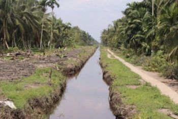 Peremajaan Kelapa, Riau dapat bantuan 600 ribu bibit dari Kementan RI