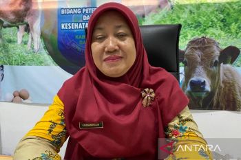 Dinpanpertan Bangka: Program MBG butuh 2,4 ton ayam pedaging per pekan