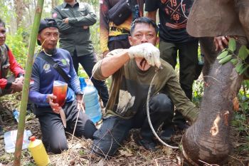 Anak gajah liar terjerat nilon di wilayah konsesi