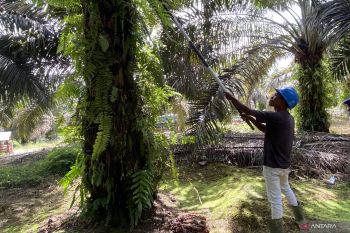 TAPG perkuat pemberdayaan petani sawit lewat skema plasma satu atap di Sukamara