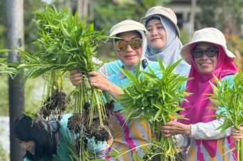 PKK Pontianak ajak manfaatkan pekarangan dengan galakkan tanaman hortikultura