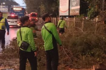 Sejumlah pohon tumbang di Jakut saat hujan