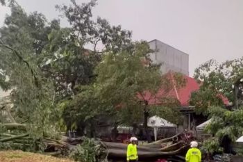 Mikrotrans dan Transjakarta dialihkan imbas banjir dan pohon tumbang