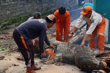 BPBD Rejang Lebong peringatkan warga bahaya angin kencang