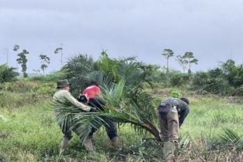 Berbak-Sembilang Park clears 98.8 hectares of illegal palm oil