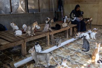 Salmiati si penyelamat kucing saat bencana melanda