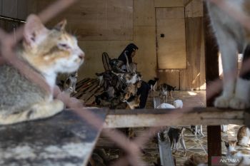 Salmiati perempuan penyelamat kucing tak bertuan