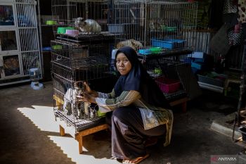 Salmiati perempuan penyelamat kucing tak bertuan