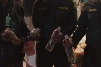 BKSDA Maluku amankan 9 ekor nuri disembunyikan dalam botol