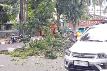 BPBD mencatat satu orang luka ringan akibat pohon tumbang