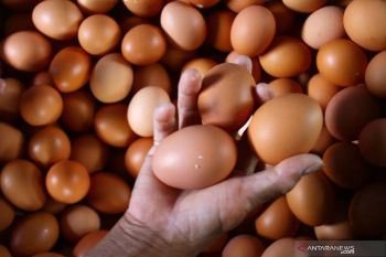 Ketersediaan telur ayam aman jelang Natal dan tahun baru