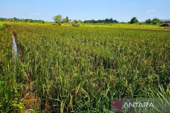 Pemkab Natuna berhasil melampaui target nasional luas tanam padi hingga 7,8 ha