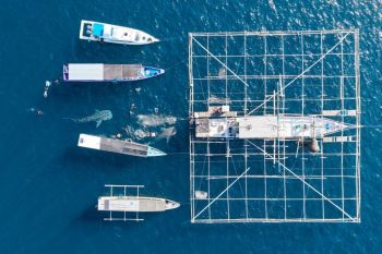 Ilmuwan: Temuan bayi hiu paus usia 4 bulan menandai kemajuan dunia riset