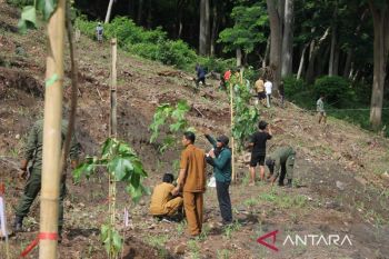 BKPH Ampang Riwo Dompu tanam 1.000 Pohon Kemiri