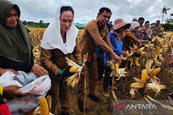 Natuna sukses kembangkan budidaya jagung pipil hingga 85%