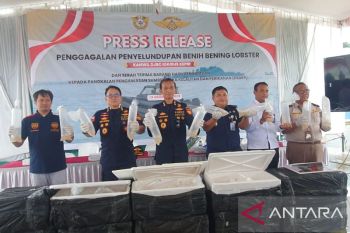Bea Cukai Kepri gagalkan penyelundupan benih lobster