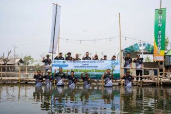 Bank bjb tanam 10.000 mangrove di Subang untuk jaga ekosistem pesisir